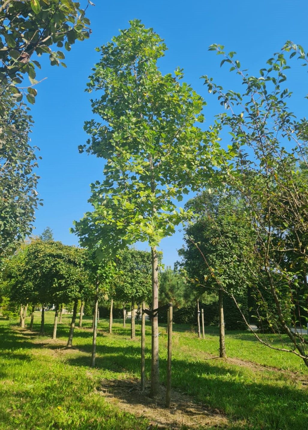 Volwassen Tulpenboom | Hoogstam