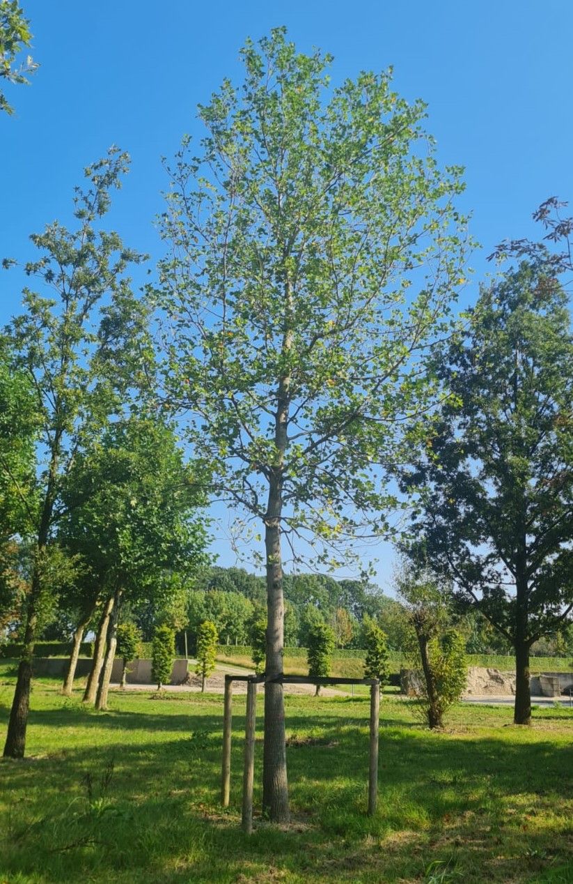 Volwassen Tulpenboom | Hoogstam