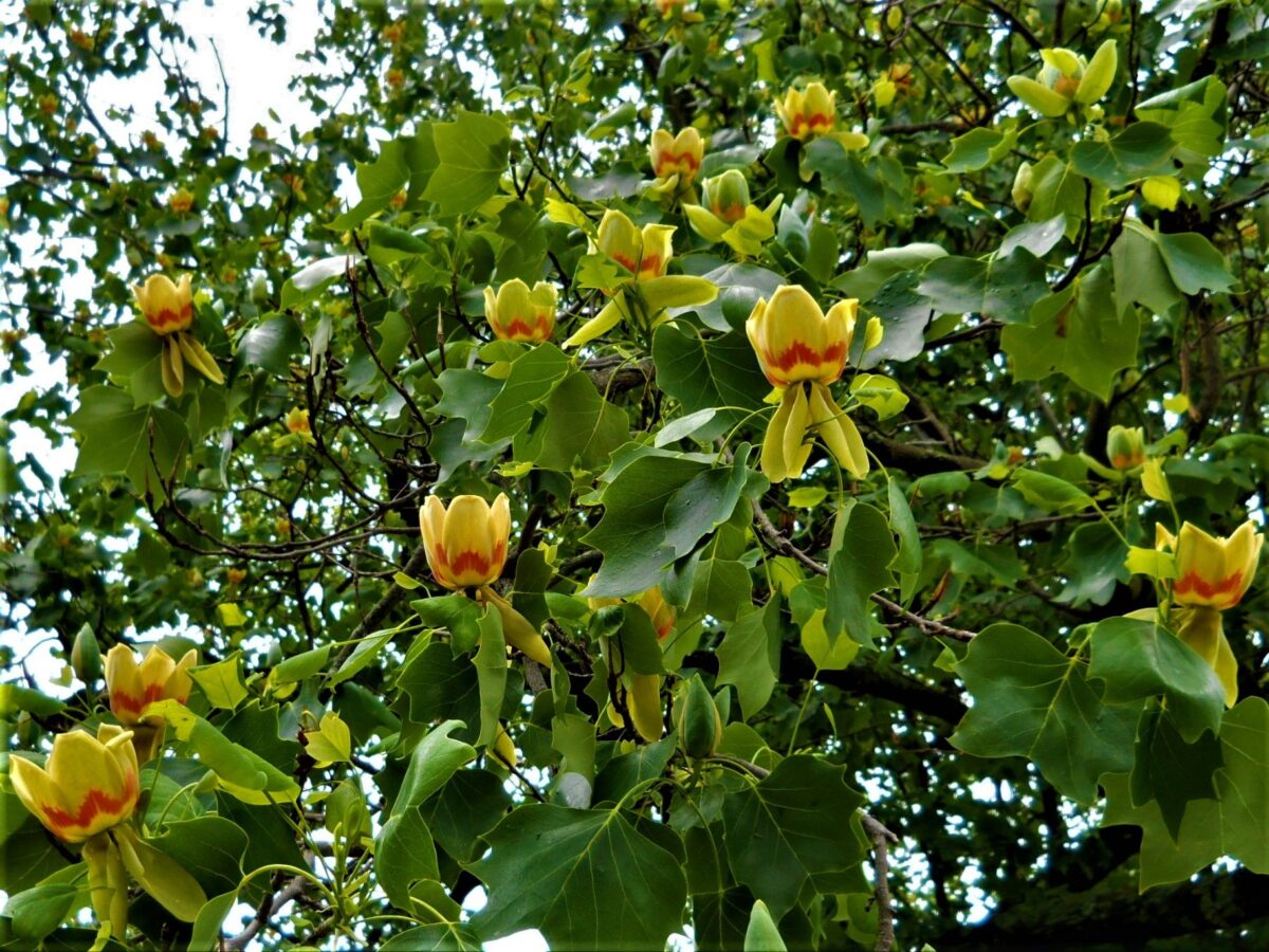Jonge Tulpenboom | Hoogstam