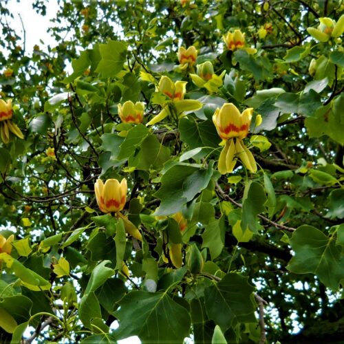 Jonge Tulpenboom | Hoogstam