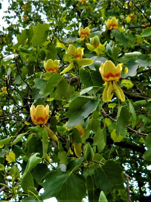 tulpenboom Amerikaanse tulpenboom | Meerstammig