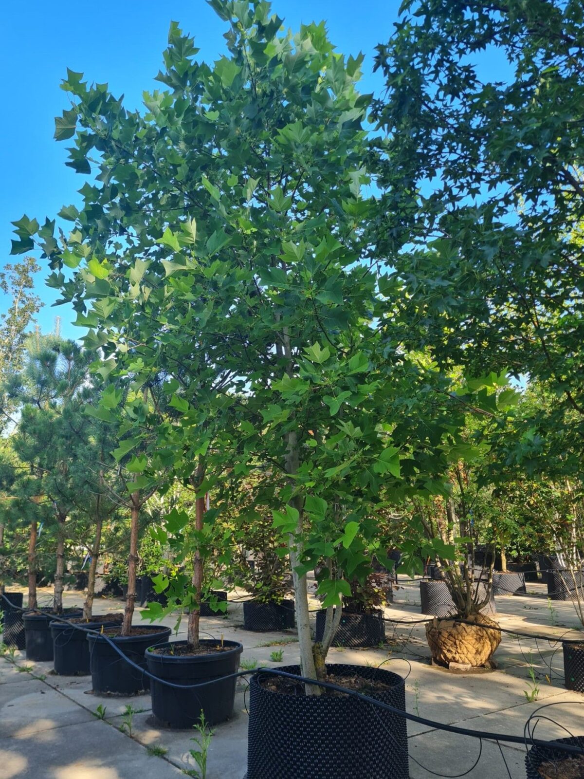 tulpenboom Jonge Tulpenboom | Meerstammig