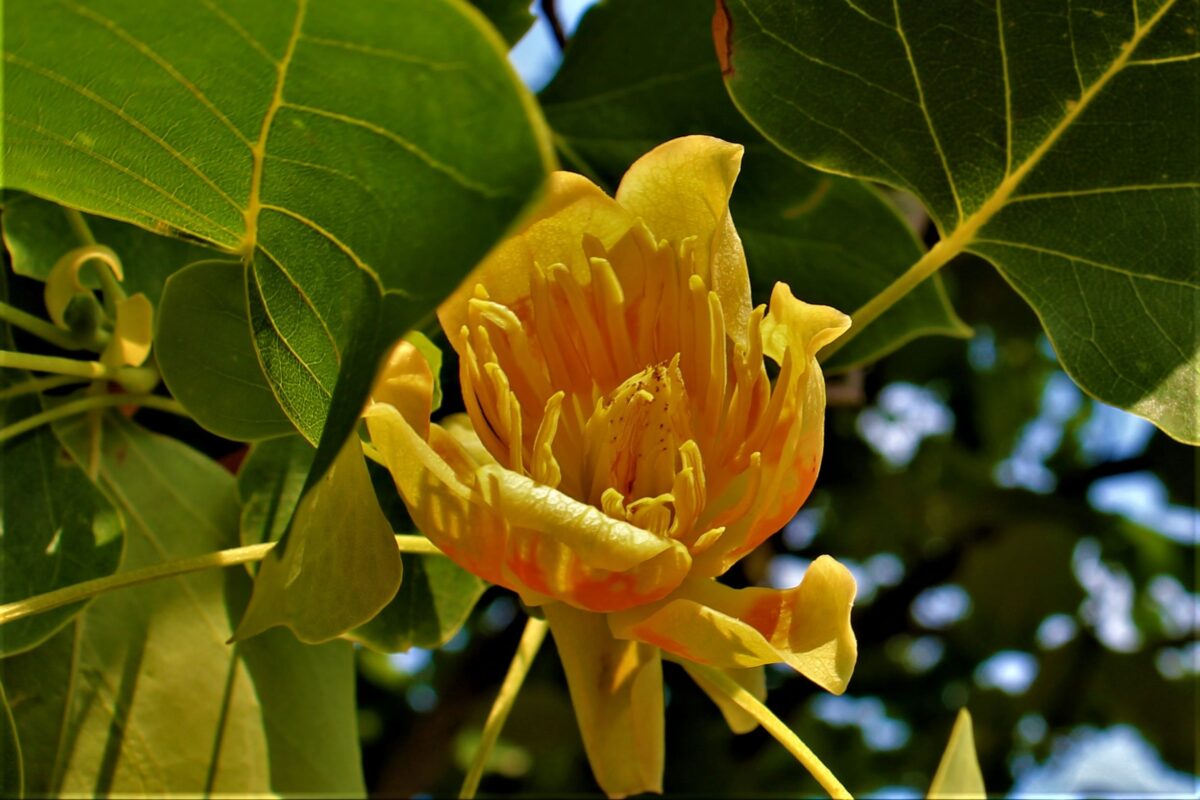Zuilvormige Tulpenboom