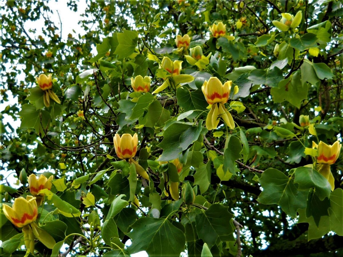 Zuilvormige Tulpenboom