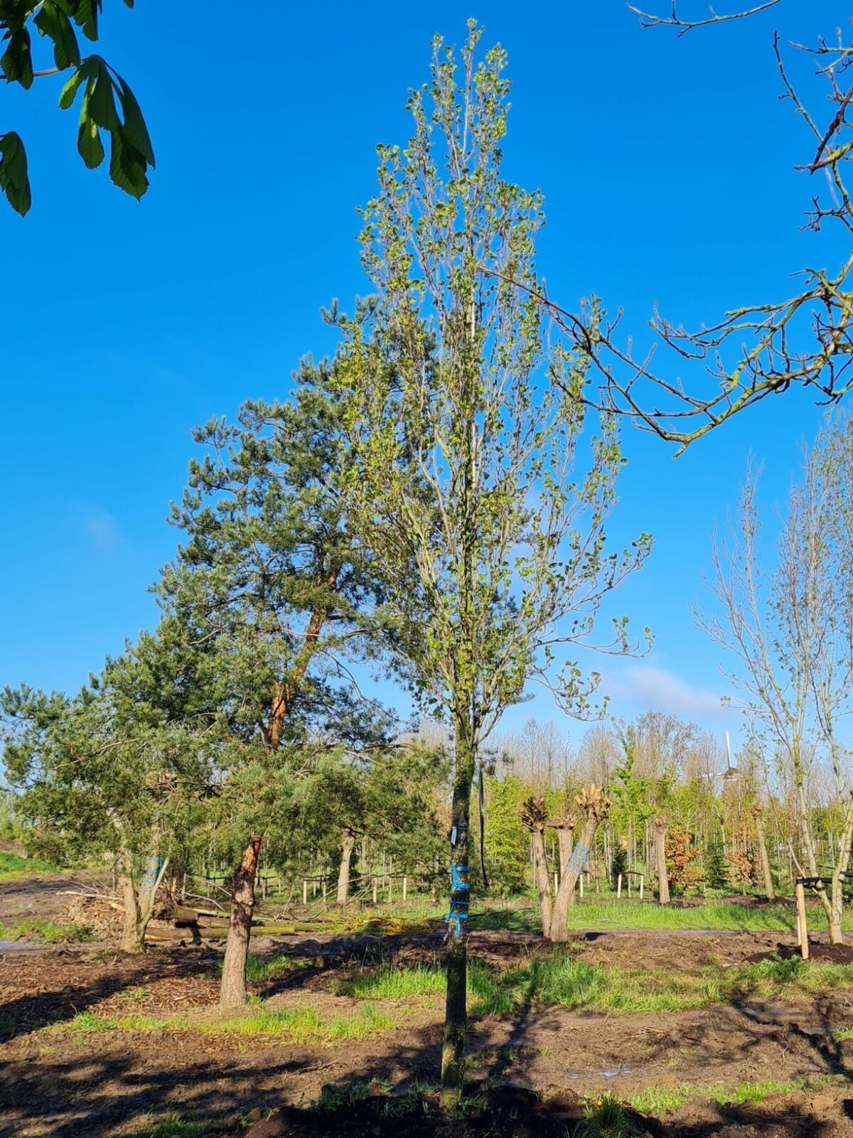 Zuilvormige Tulpenboom