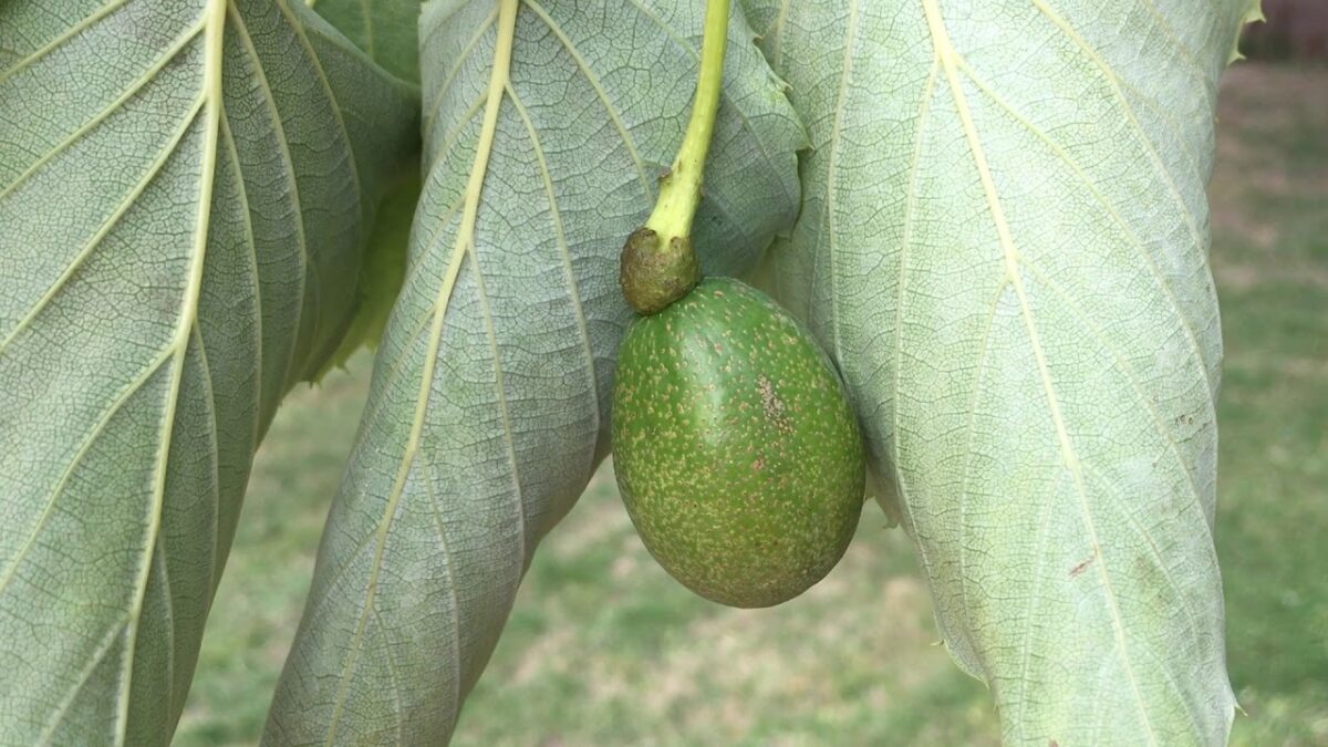 vaantjesboom Volwassen Vaantjesboom