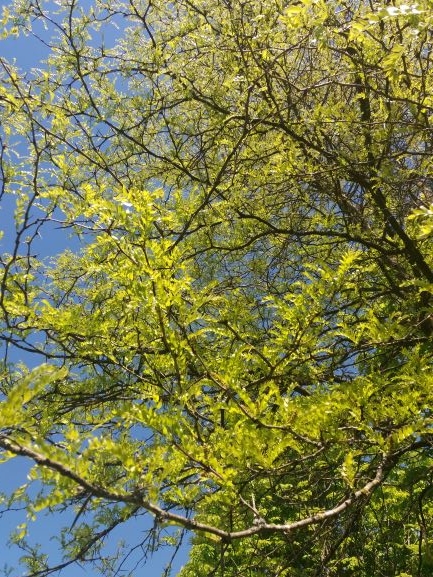 valse-christusdoorn Volwassen Valse Christusdoorn | Hoogstam