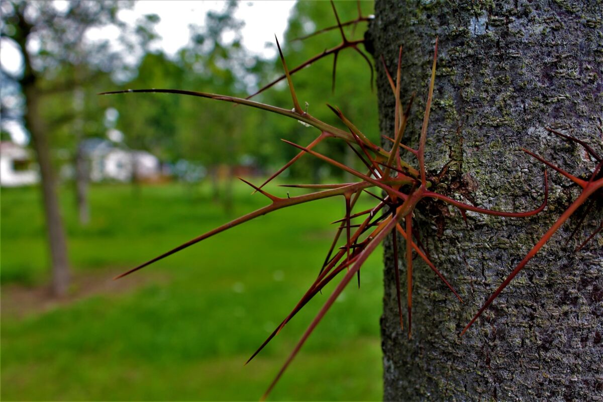valse-christusdoorn Volwassen Valse Christusdoorn | Hoogstam