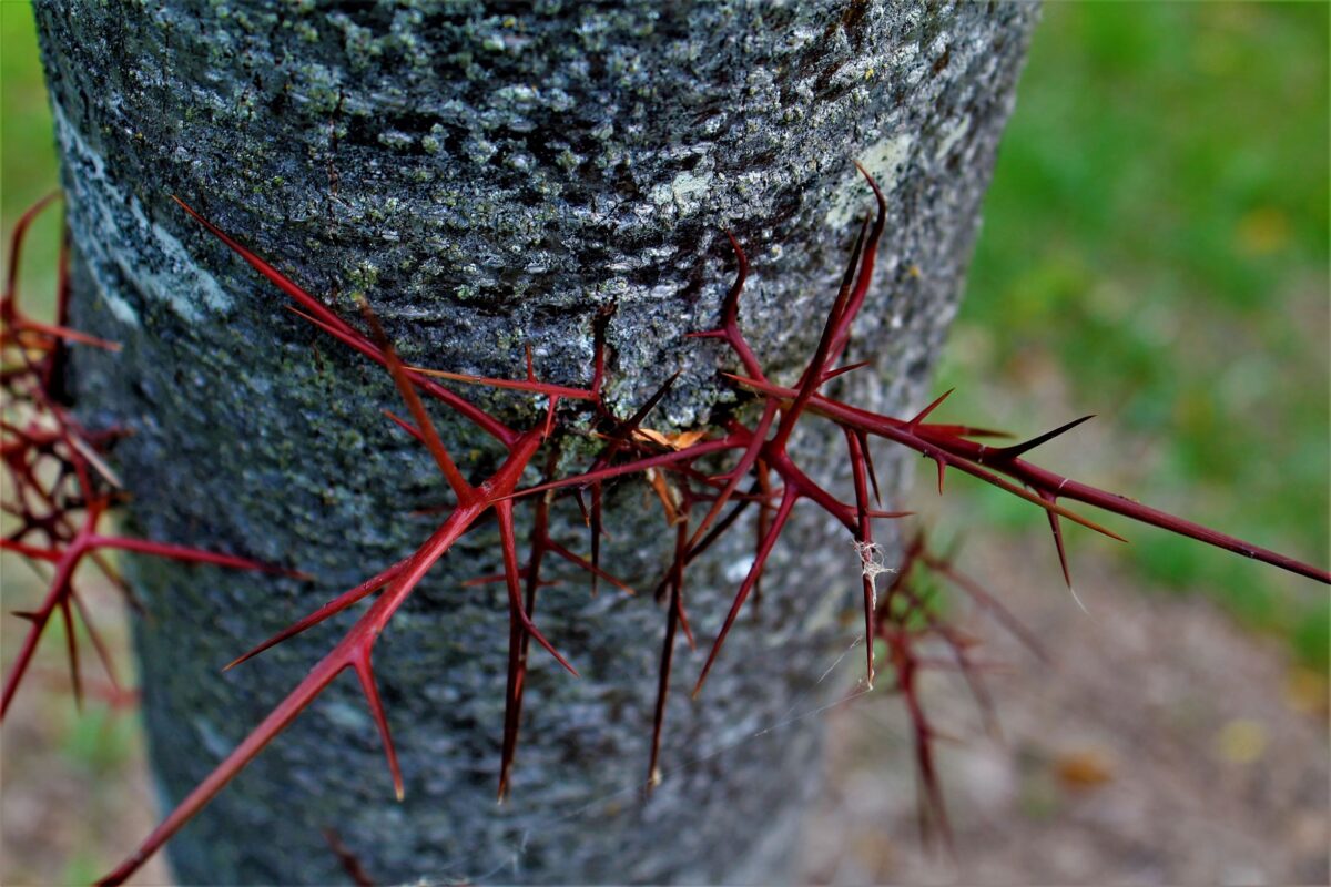 valse-christusdoorn Volwassen Valse Christusdoorn | Hoogstam