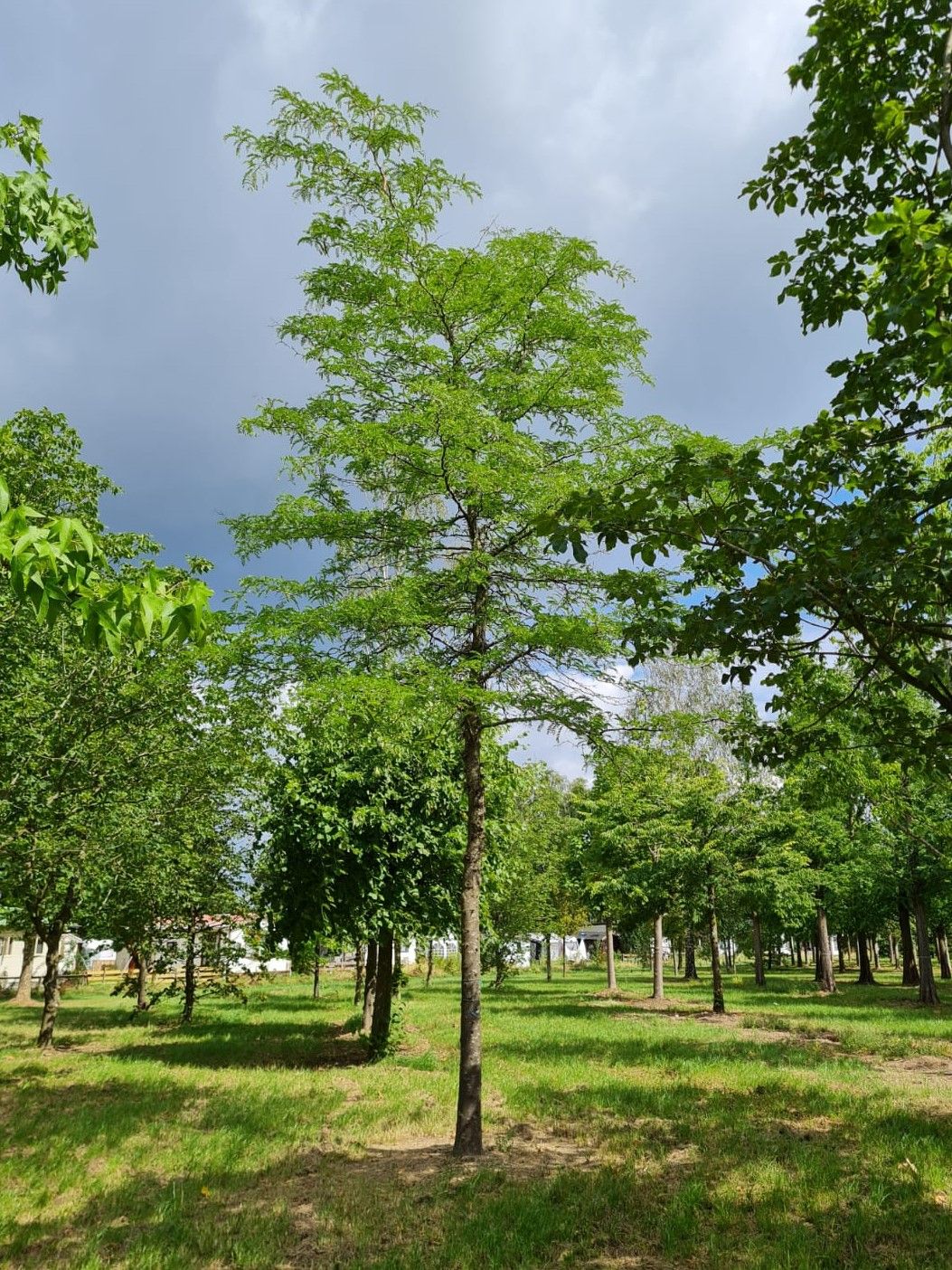 valse-christusdoorn Volwassen Valse Christusdoorn | Hoogstam