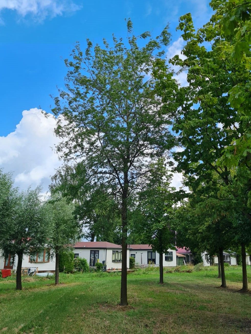 valse-christusdoorn Volwassen Valse Christusdoorn | Hoogstam