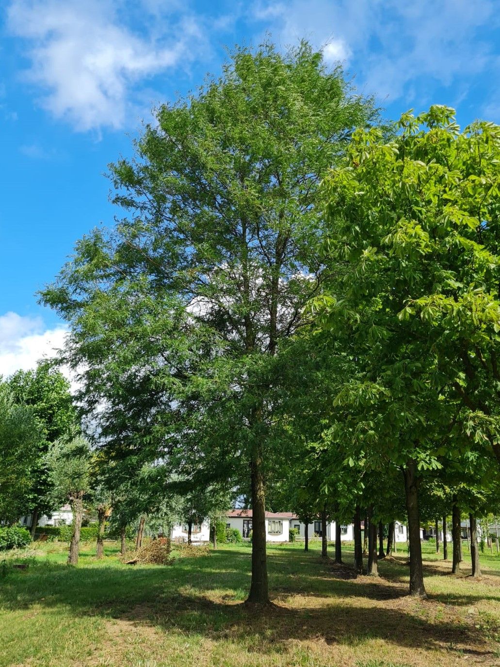 valse-christusdoorn Volwassen Valse Christusdoorn | Hoogstam