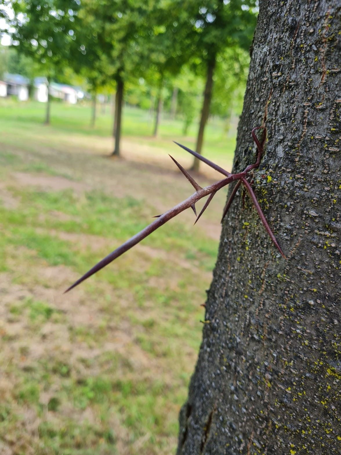 valse-christusdoorn Volwassen Valse Christusdoorn | Hoogstam