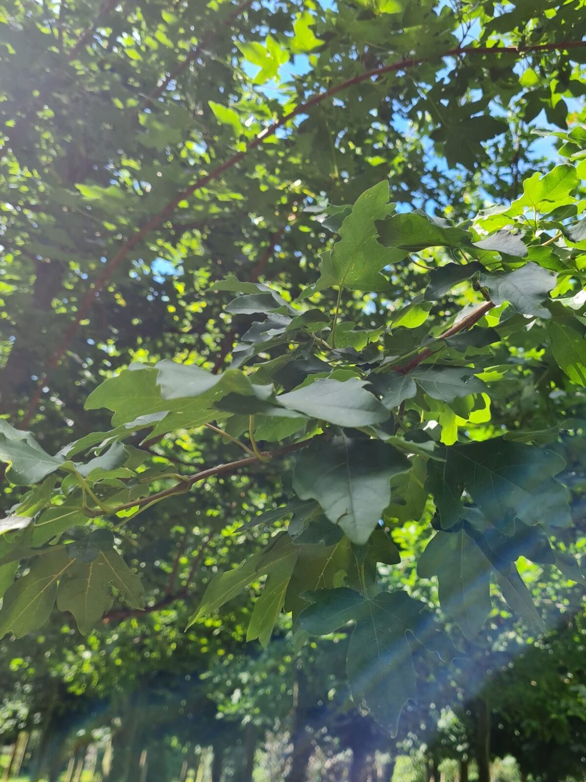 Volwassen Veldesdoorn | Hoogstam