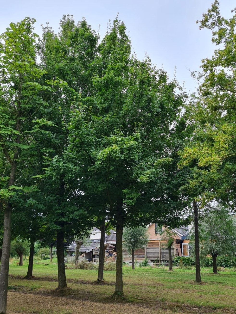 Volwassen Veldesdoorn | Hoogstam