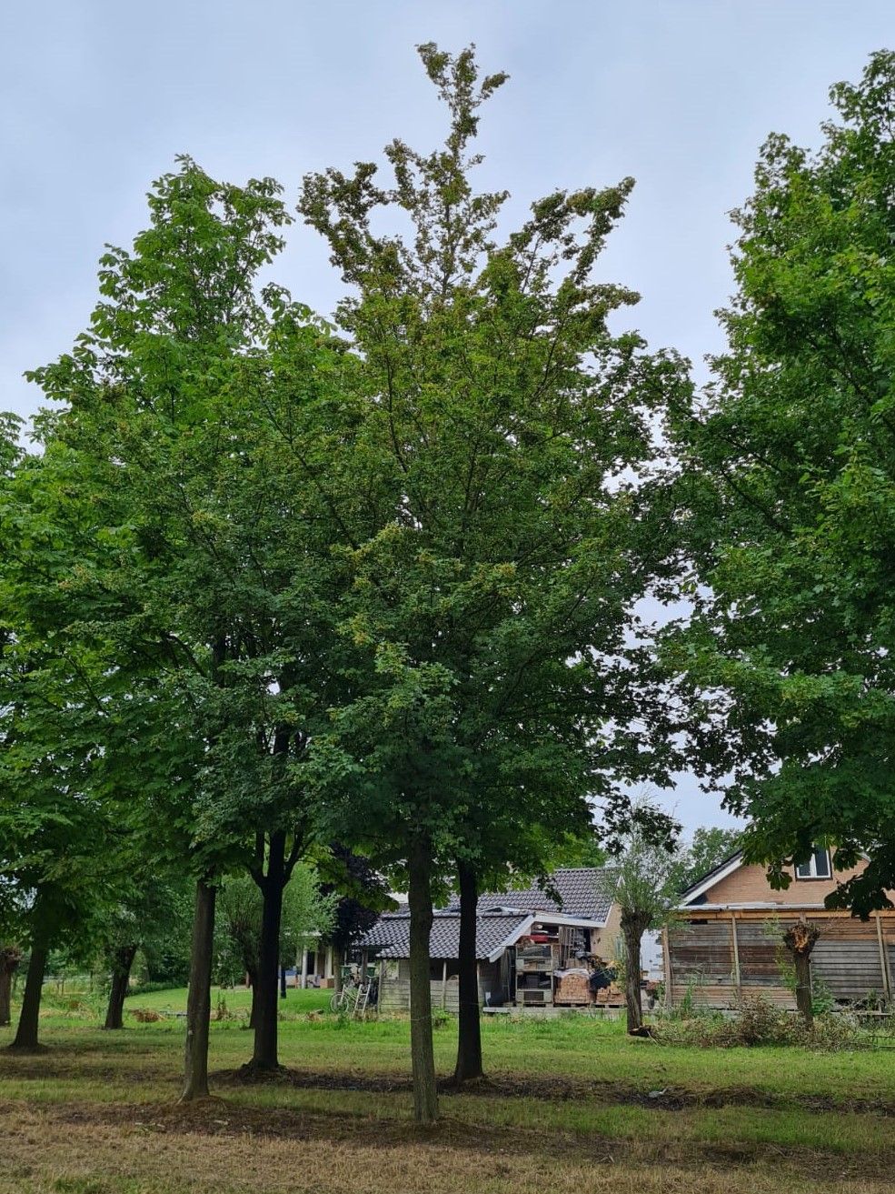 Volwassen Veldesdoorn | Hoogstam