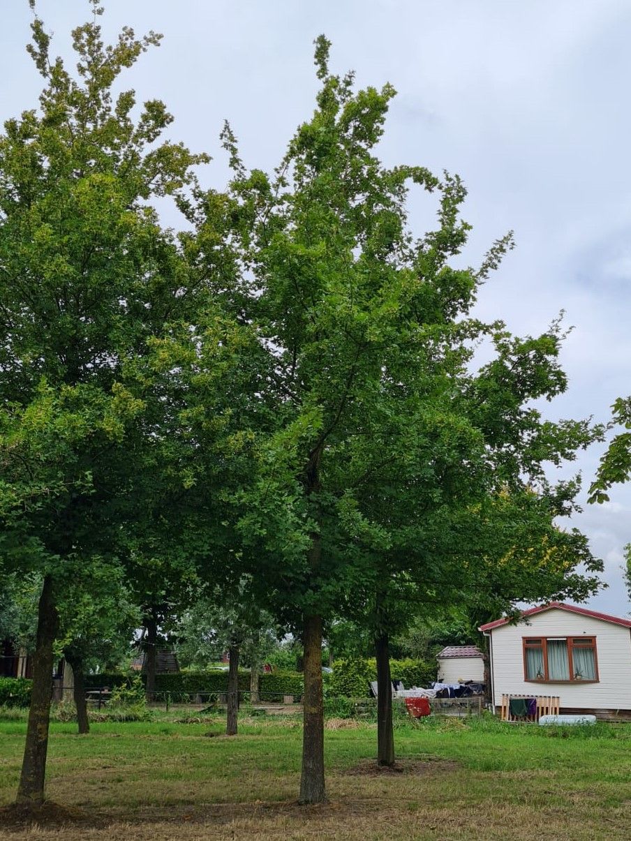 Volwassen Veldesdoorn | Hoogstam