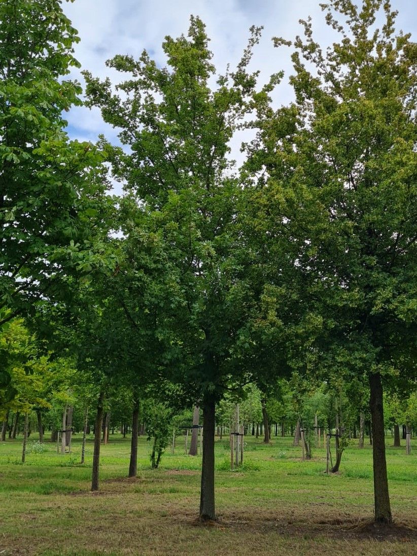 Volwassen Veldesdoorn | Hoogstam