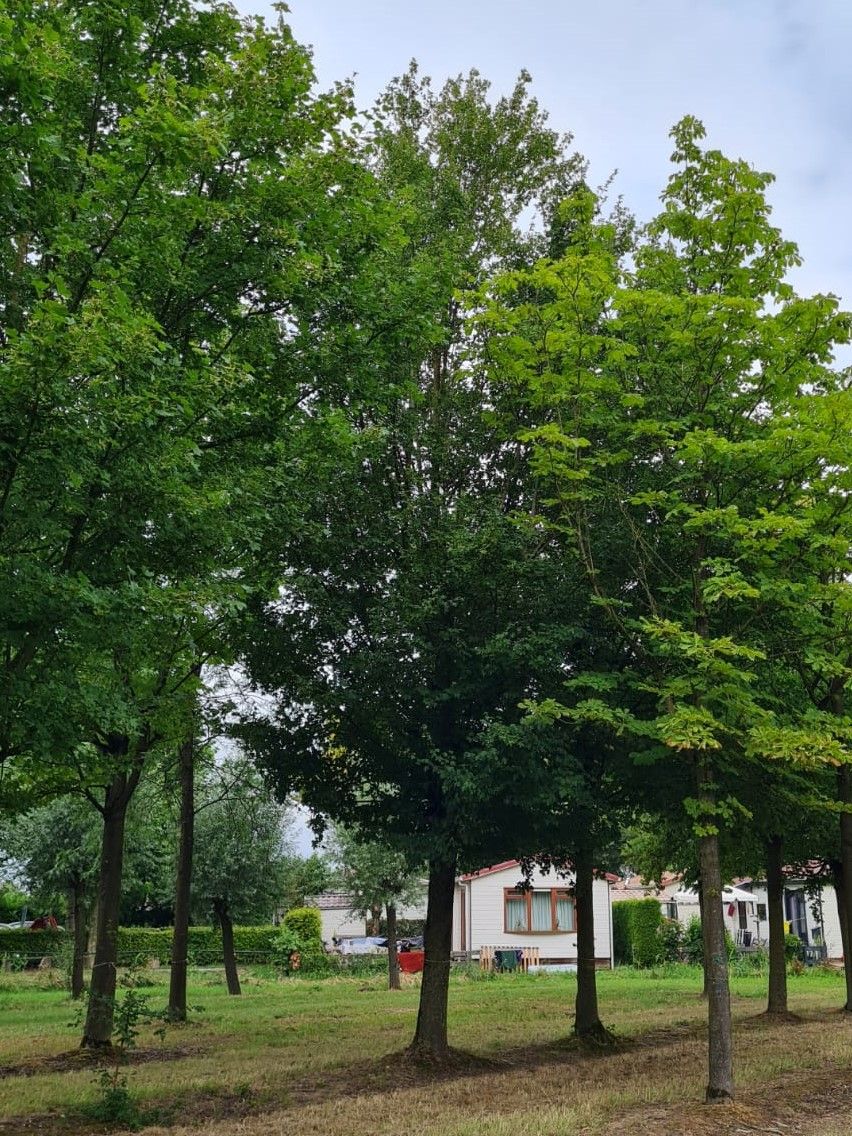 Volwassen Veldesdoorn | Hoogstam