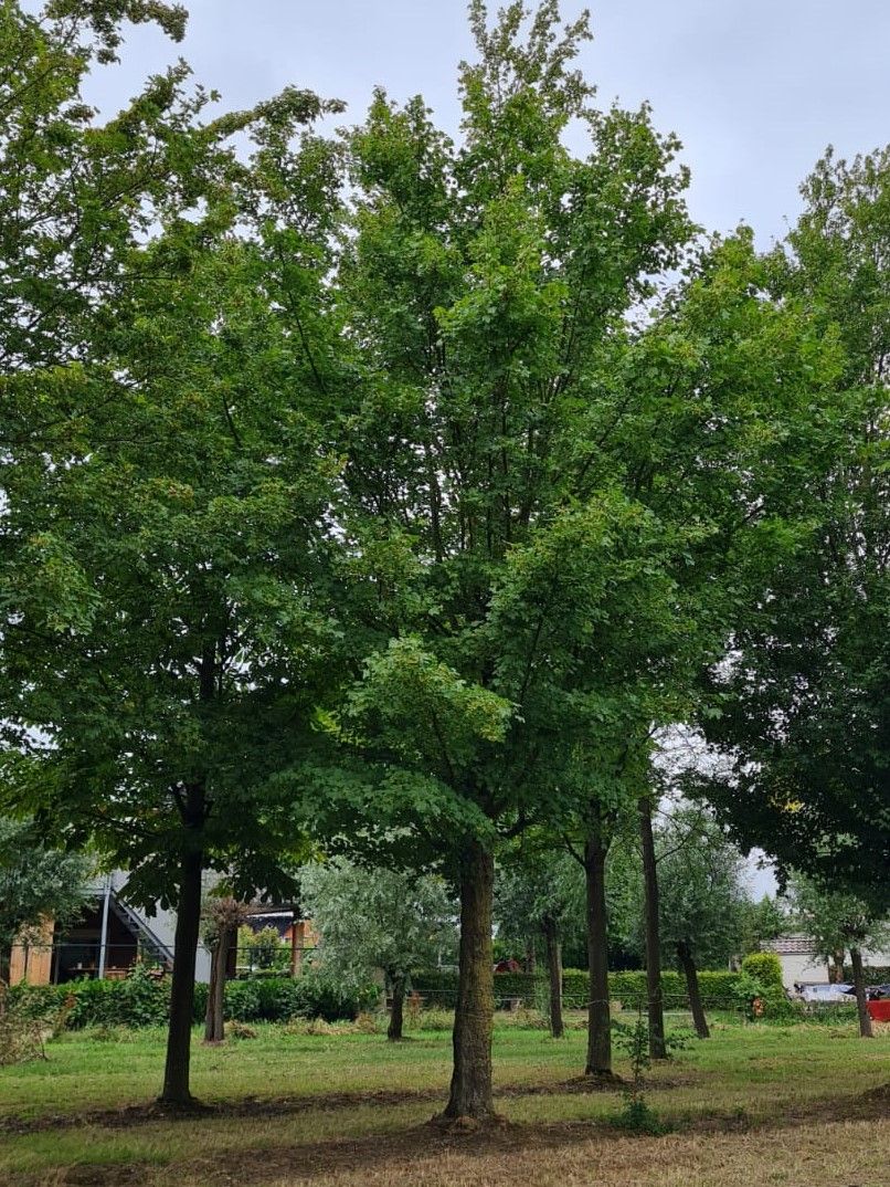 Volwassen Veldesdoorn | Hoogstam