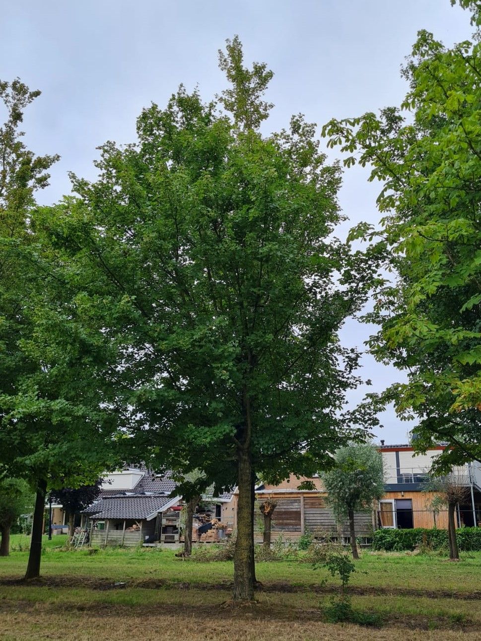 Volwassen Veldesdoorn | Hoogstam