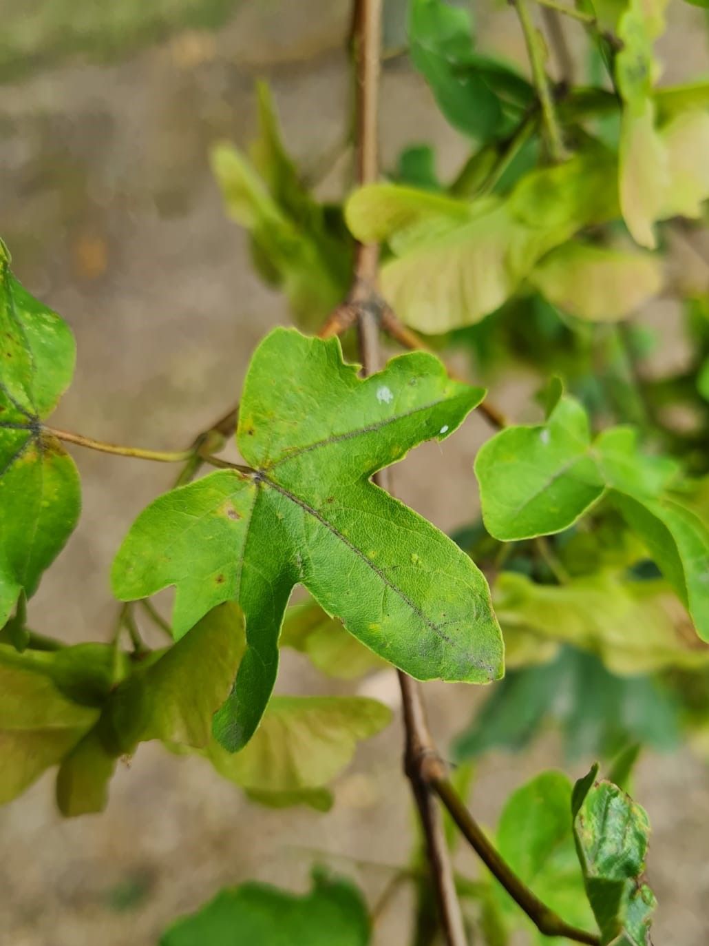 Volwassen Veldesdoorn | Hoogstam