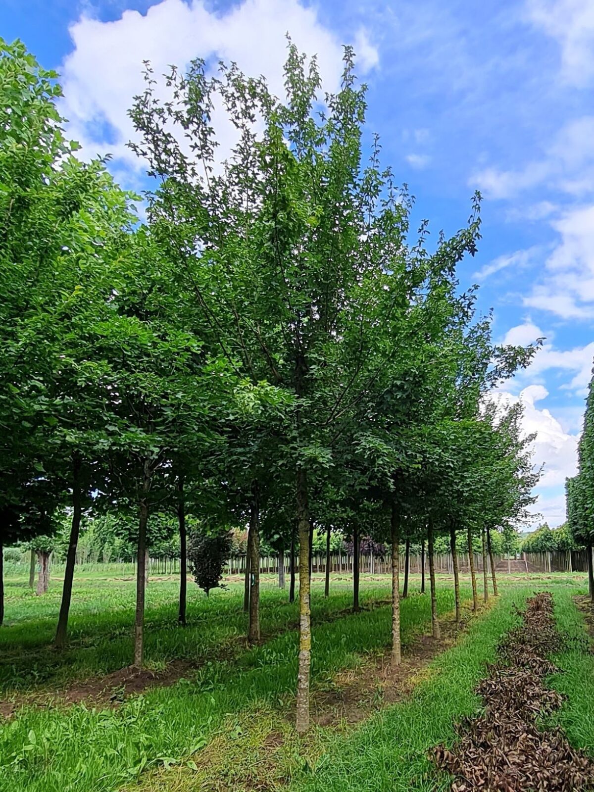 Volwassen Veldesdoorn | Hoogstam