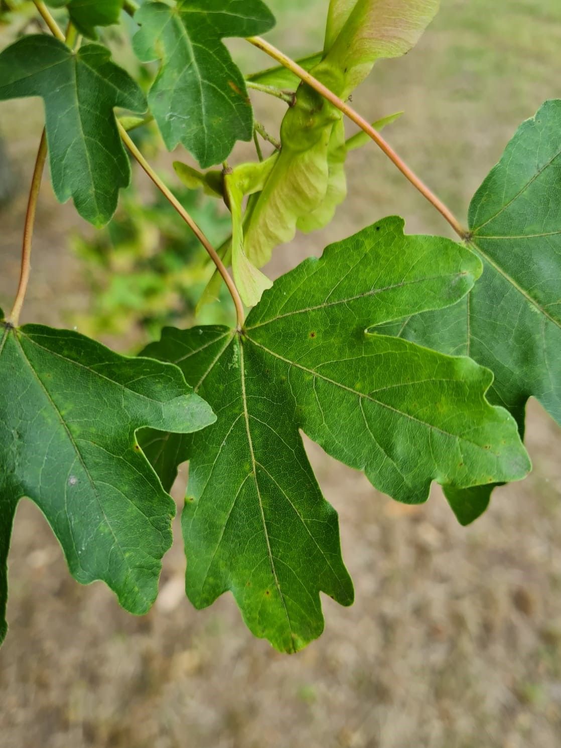 Volwassen Veldesdoorn | Hoogstam