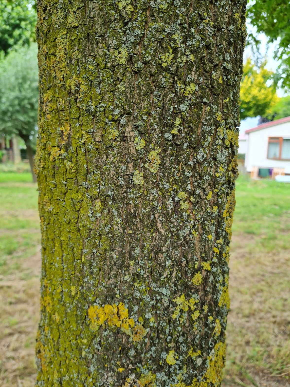 Volwassen Veldesdoorn | Hoogstam