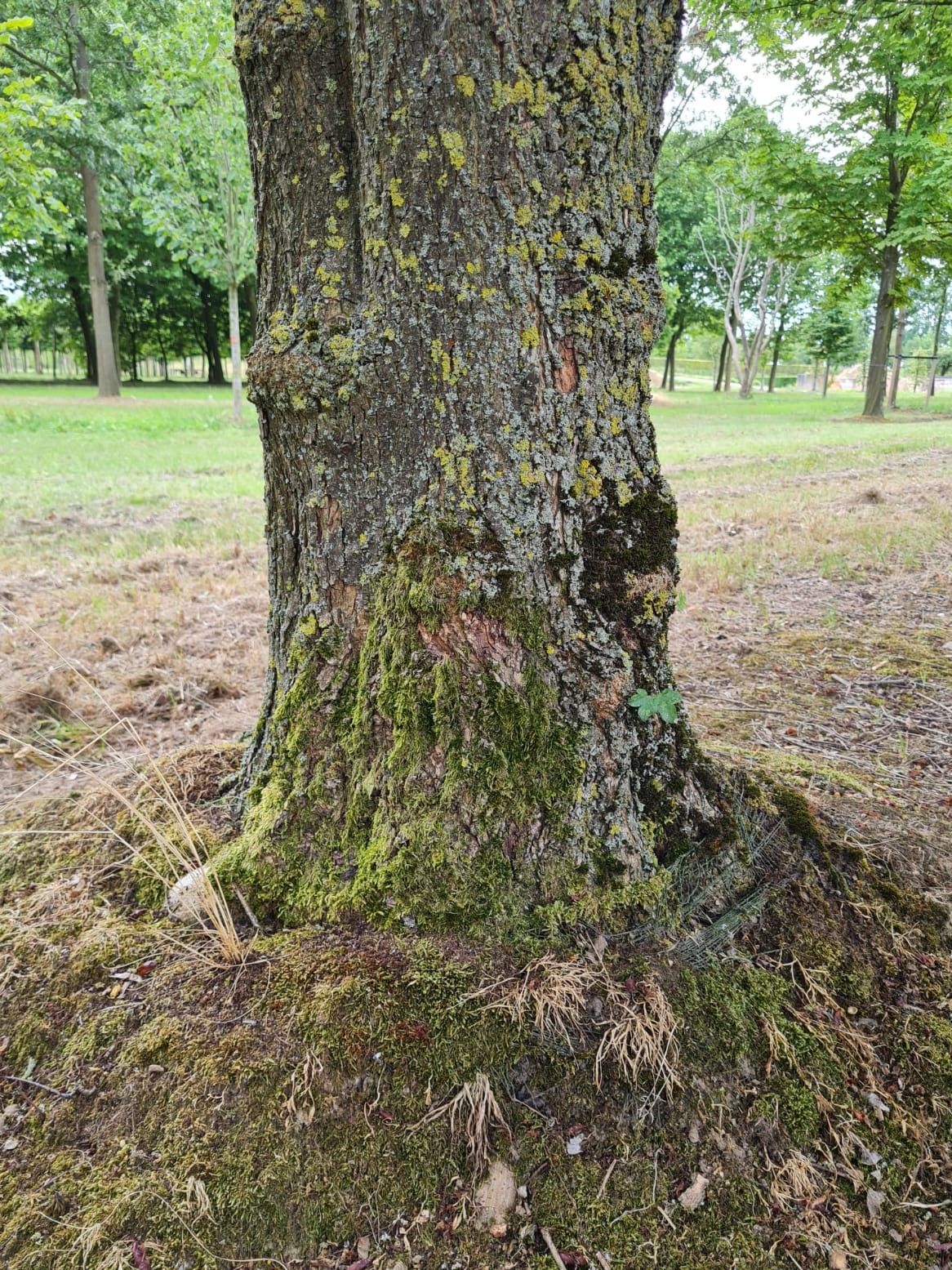 Volwassen Veldesdoorn | Hoogstam