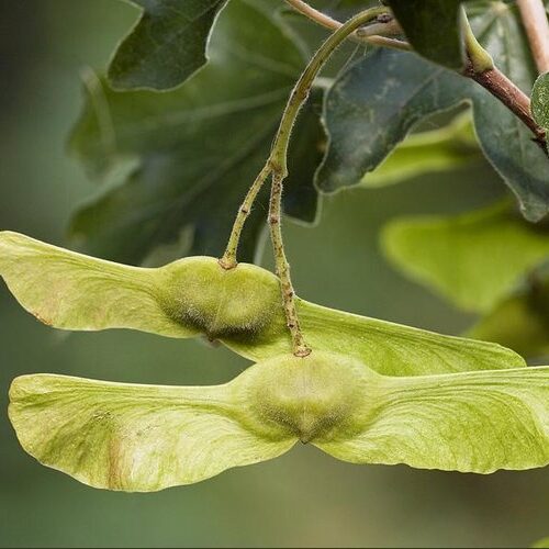 Volwassen Veldesdoorn | Laagstam