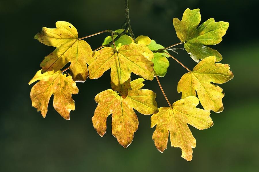 Volwassen Veldesdoorn | Laagstam