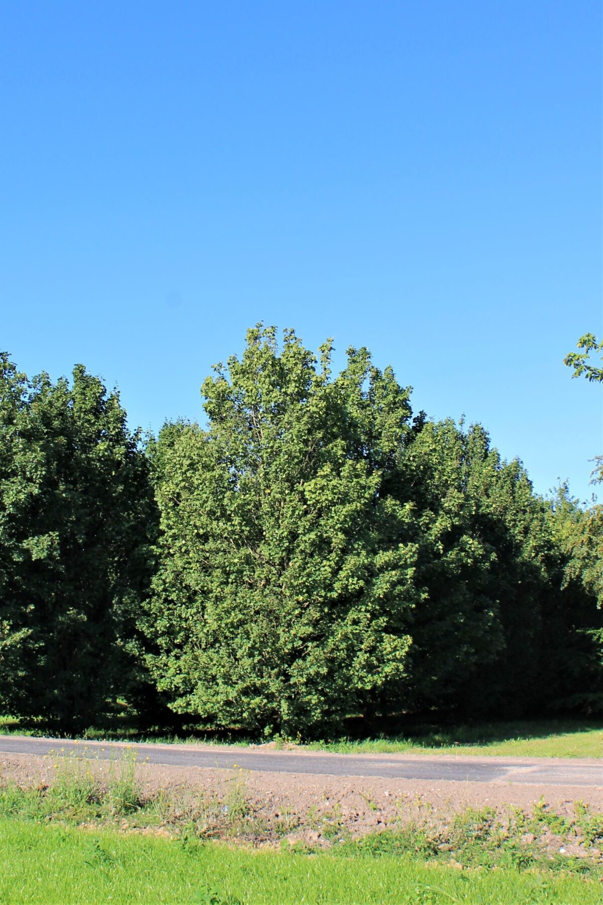 Volwassen Veldesdoorn | Laagstam