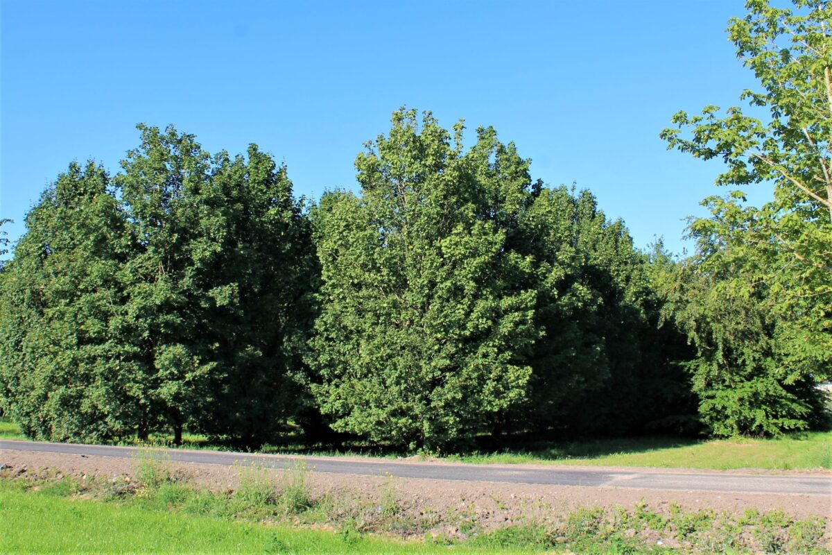 Volwassen Veldesdoorn | Laagstam