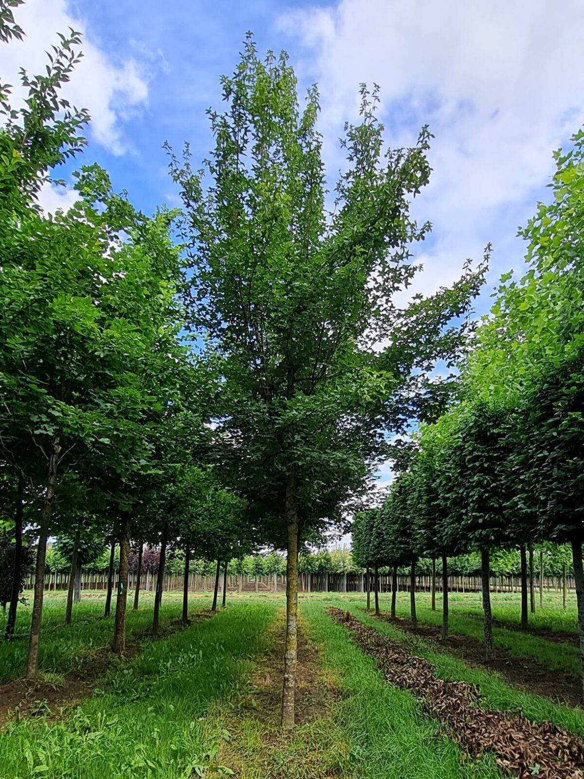 Volwassen Veldesdoorn | Hoogstam