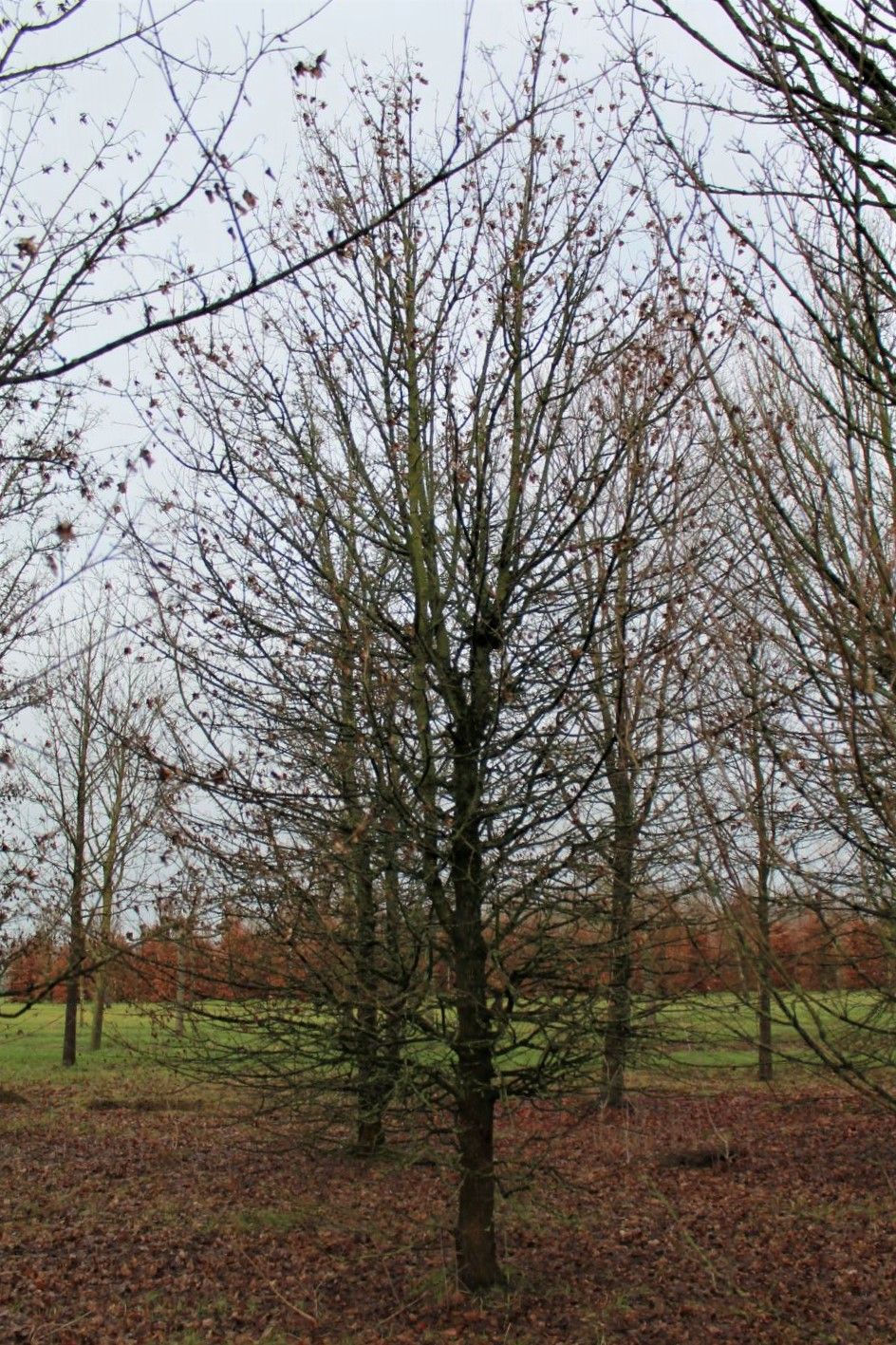 Volwassen Veldesdoorn | Laagstam