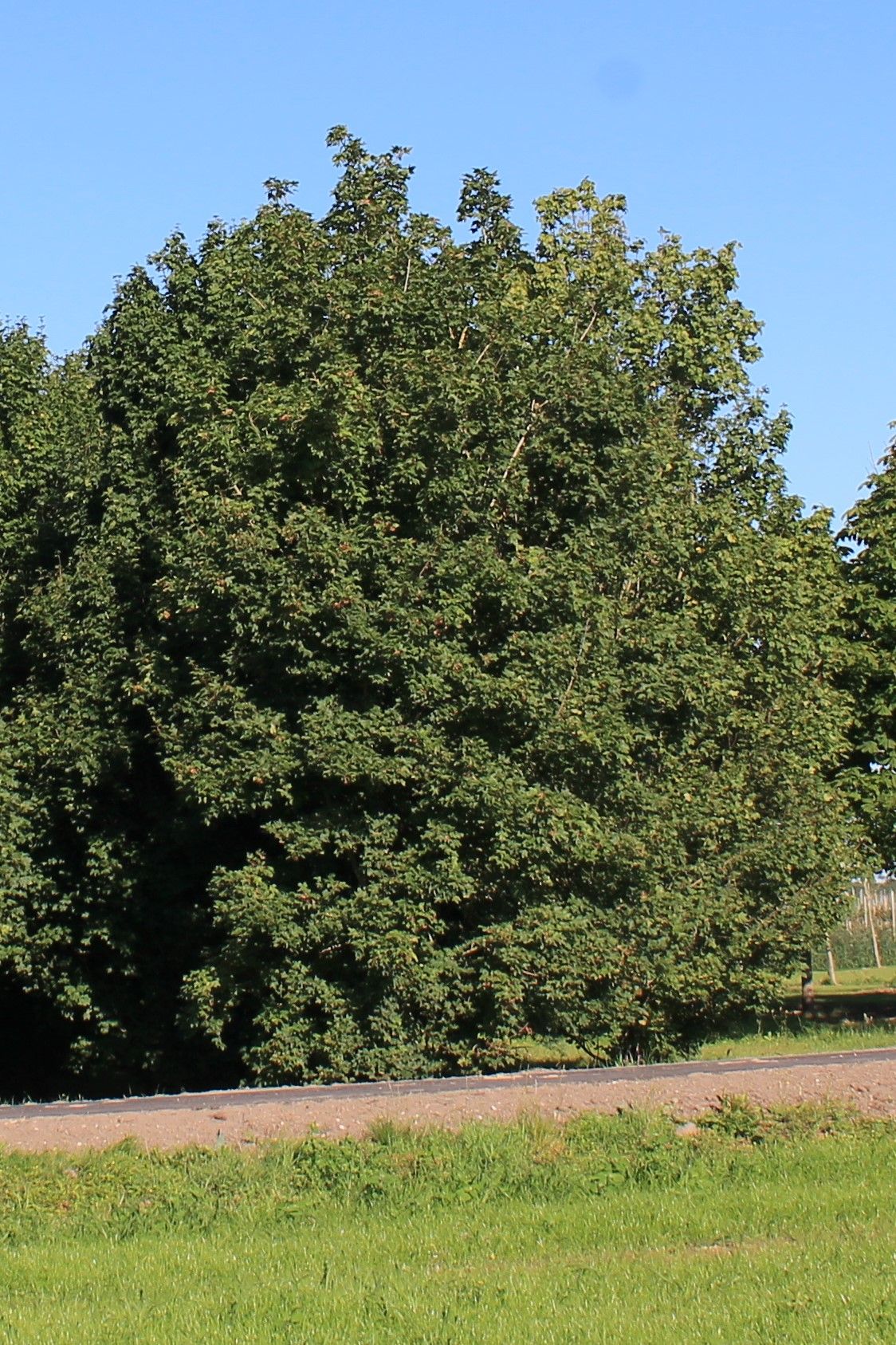 Volwassen Veldesdoorn | Laagstam