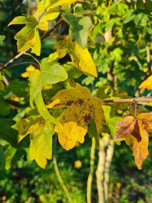 veldesdoorn Veldesdoorn | Meerstammig