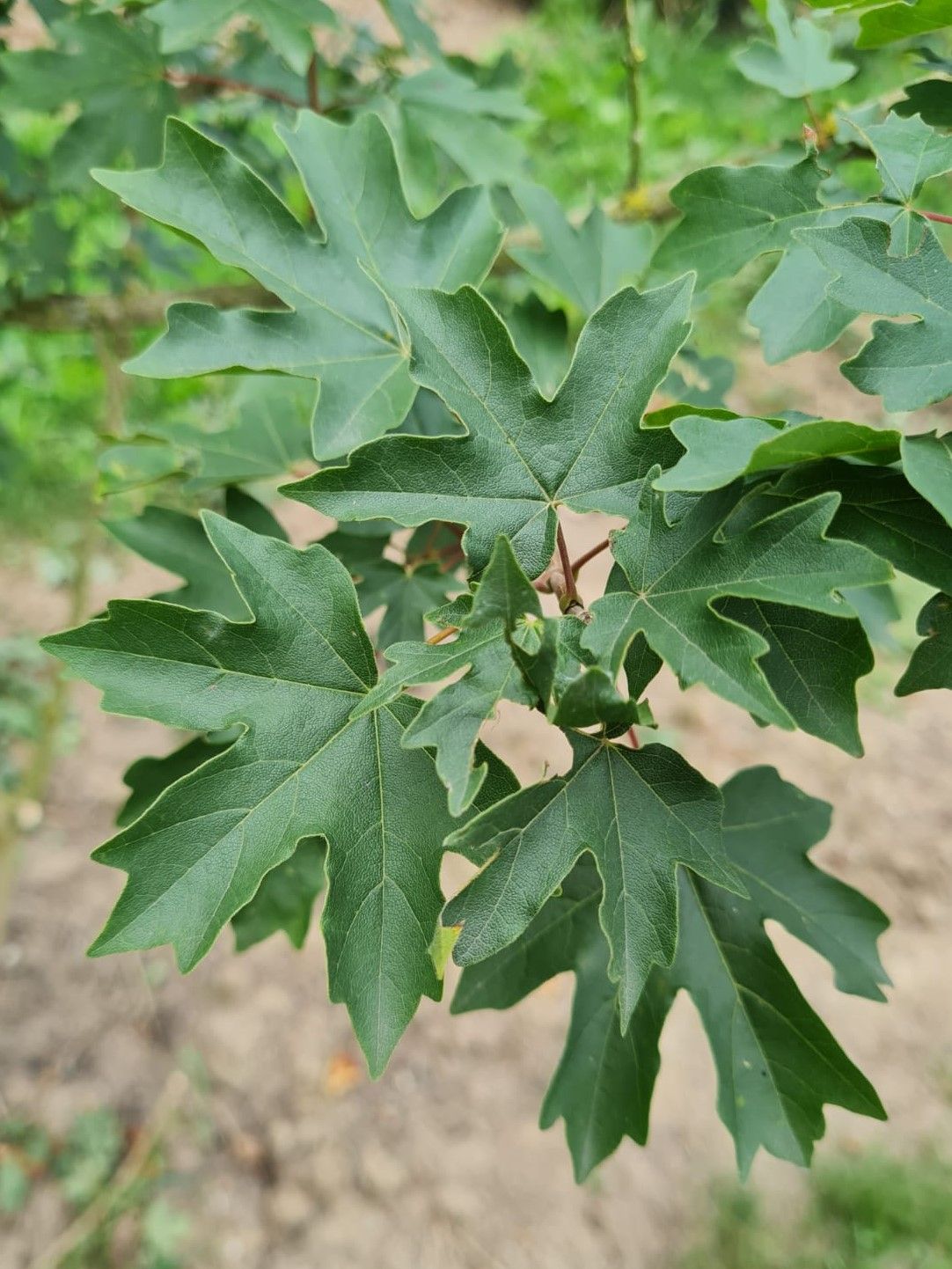 Jonge Veldesdoorn | Meerstammig
