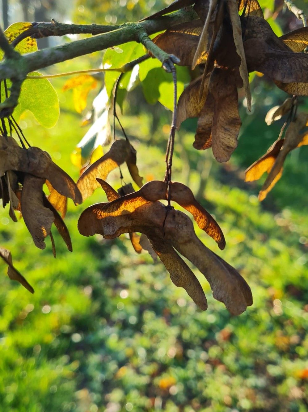Jonge Veldesdoorn | Meerstammig