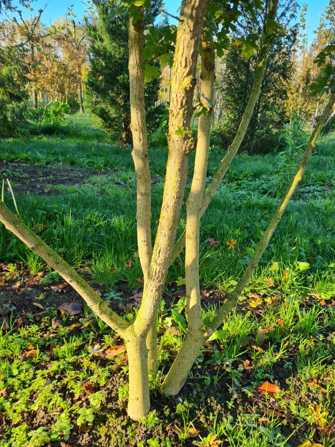 Jonge Veldesdoorn | Meerstammig