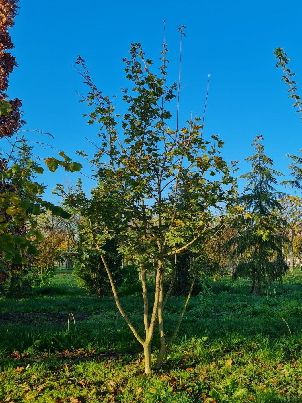 Jonge Veldesdoorn | Meerstammig