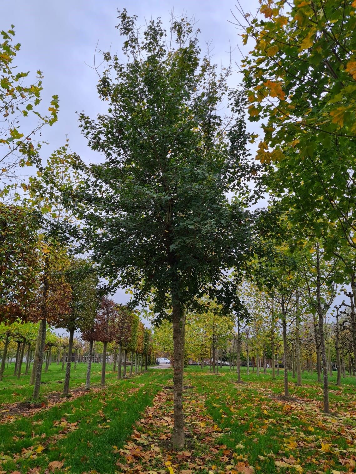 Volwassen Veldesdoorn | Hoogstam