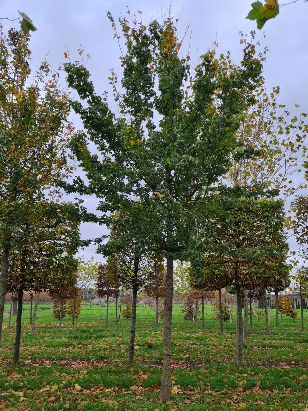 Volwassen Veldesdoorn | Hoogstam