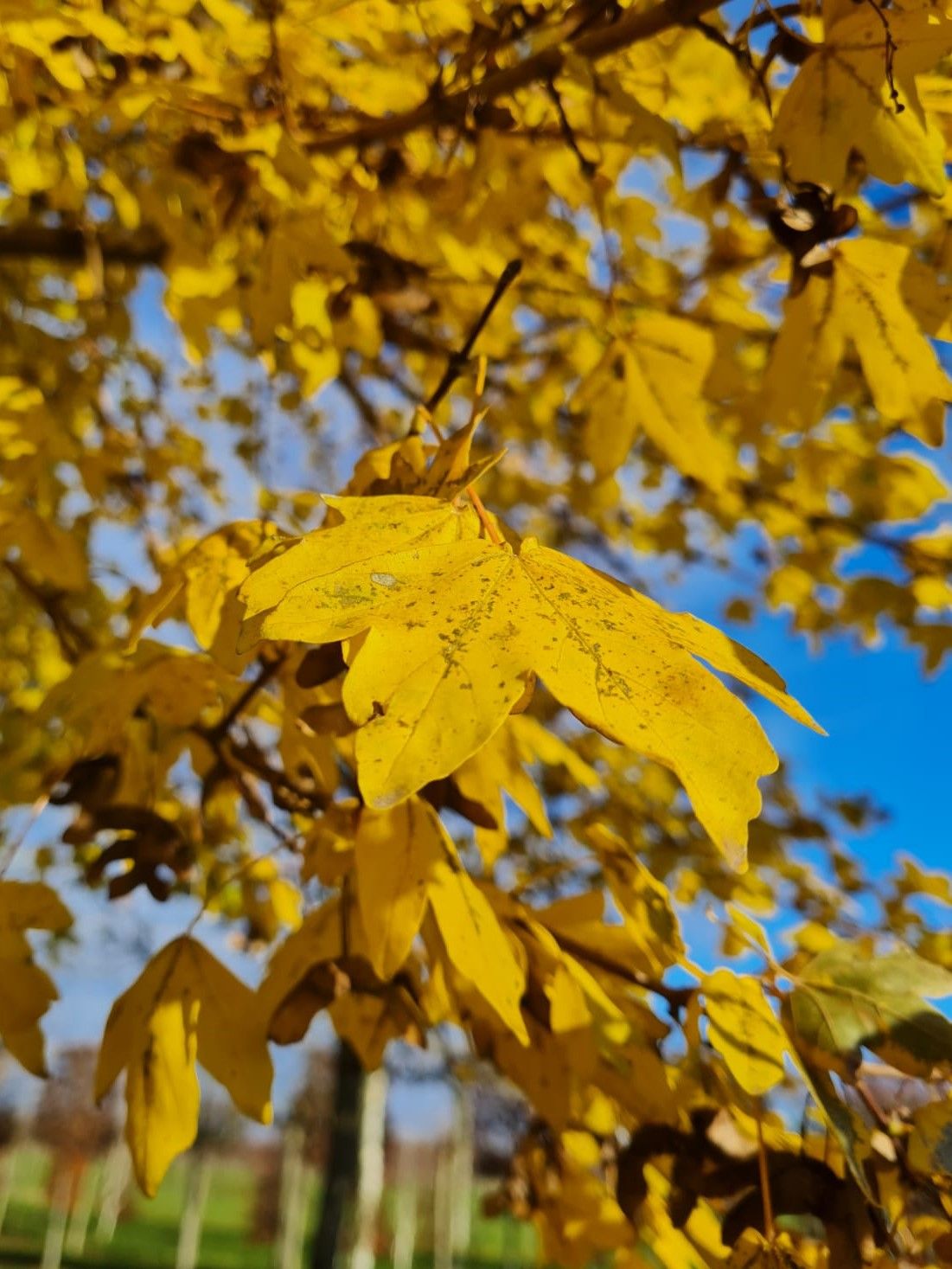 Volwassen Veldesdoorn | Hoogstam