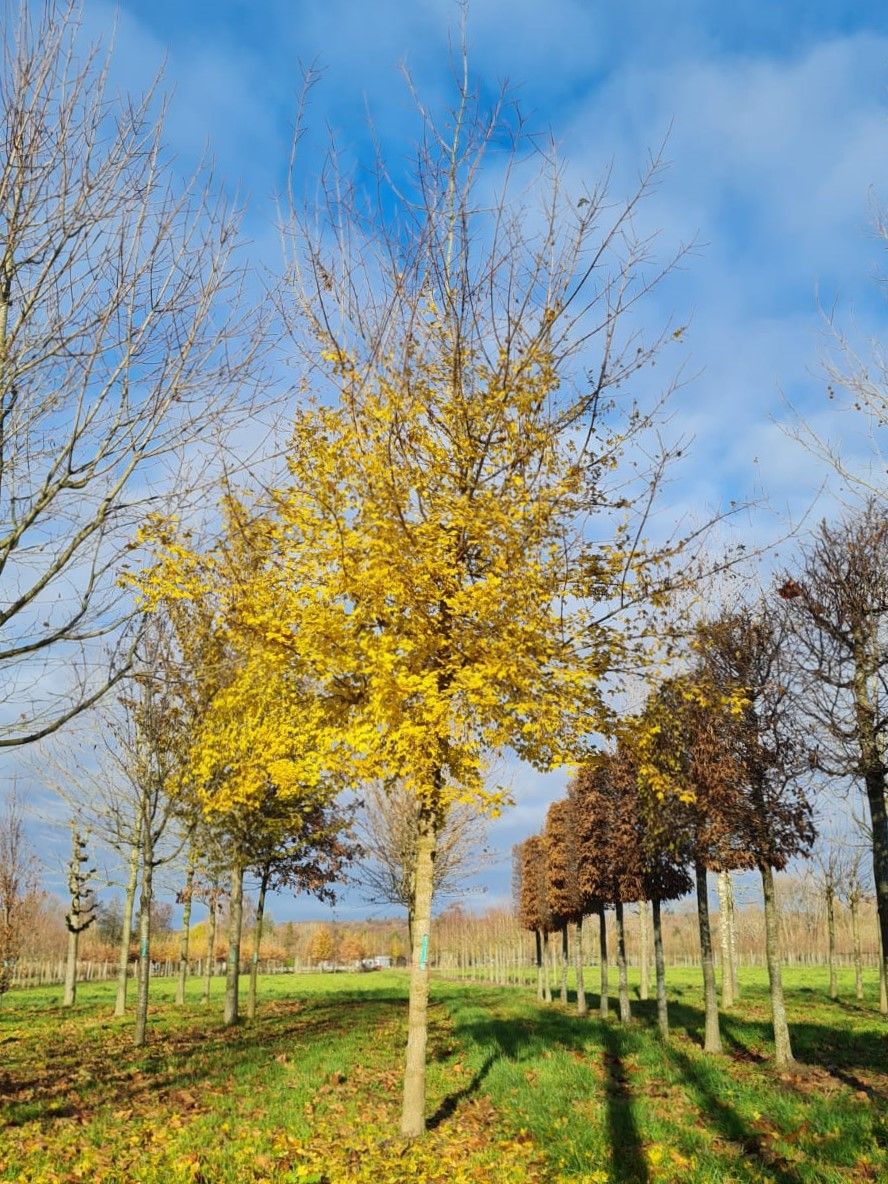 Volwassen Veldesdoorn | Hoogstam