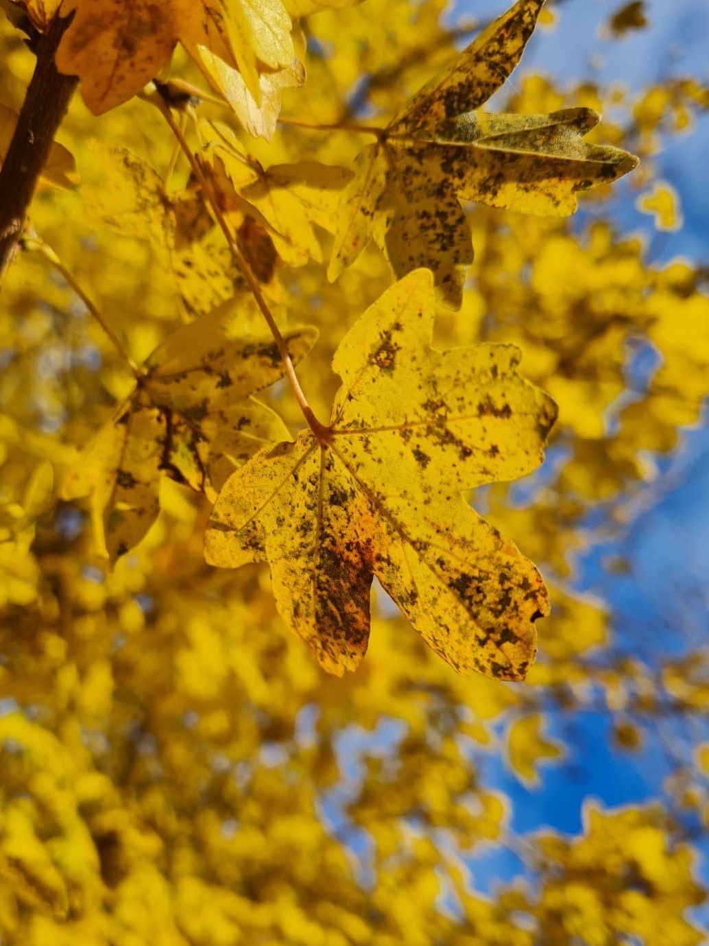 Volwassen Veldesdoorn | Hoogstam