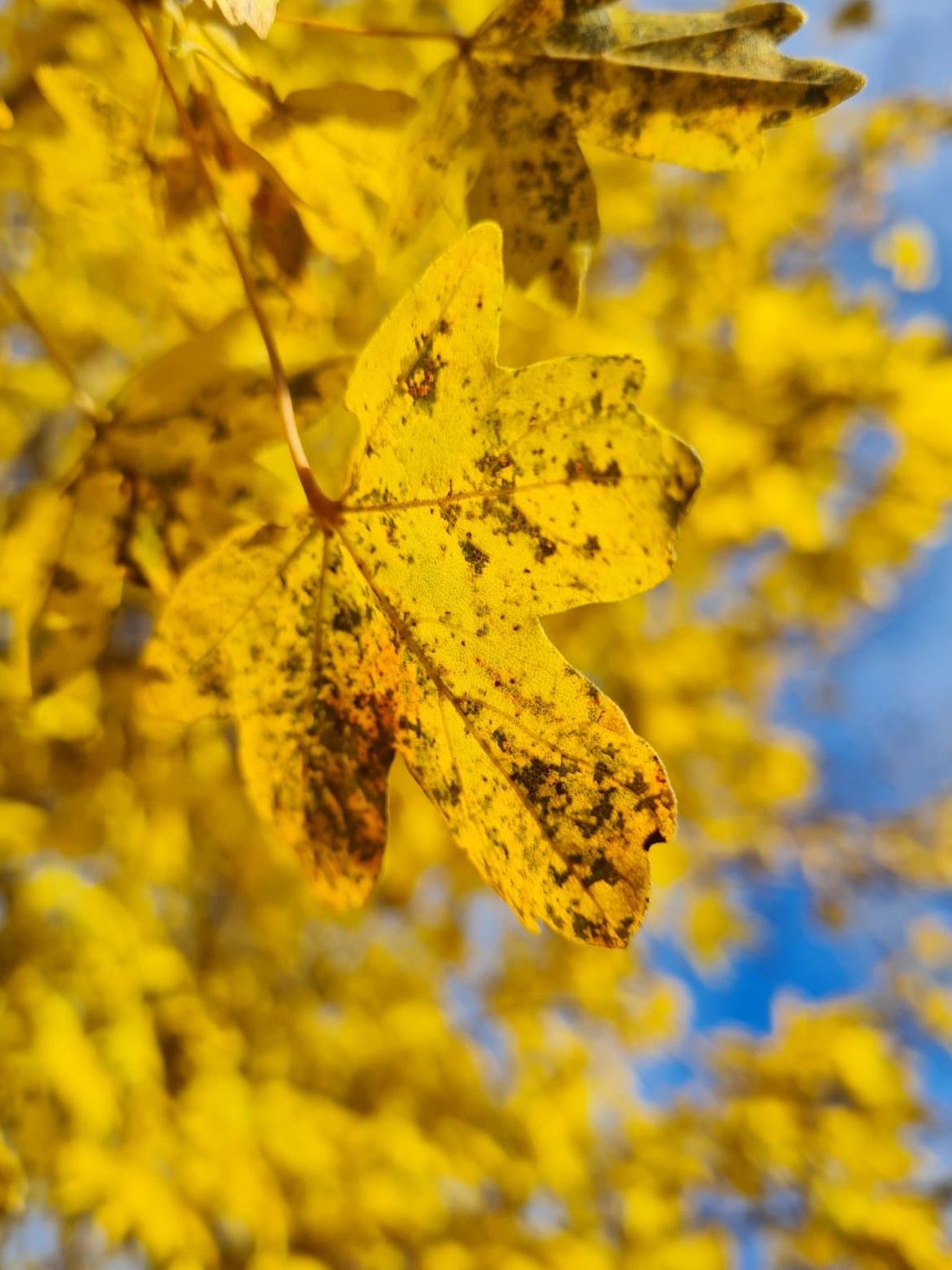 Volwassen Veldesdoorn | Hoogstam