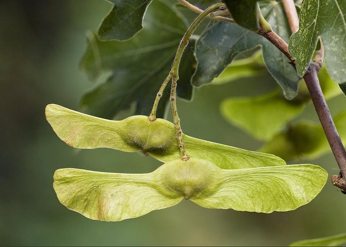 Volwassen Veldesdoorn | Hoogstam