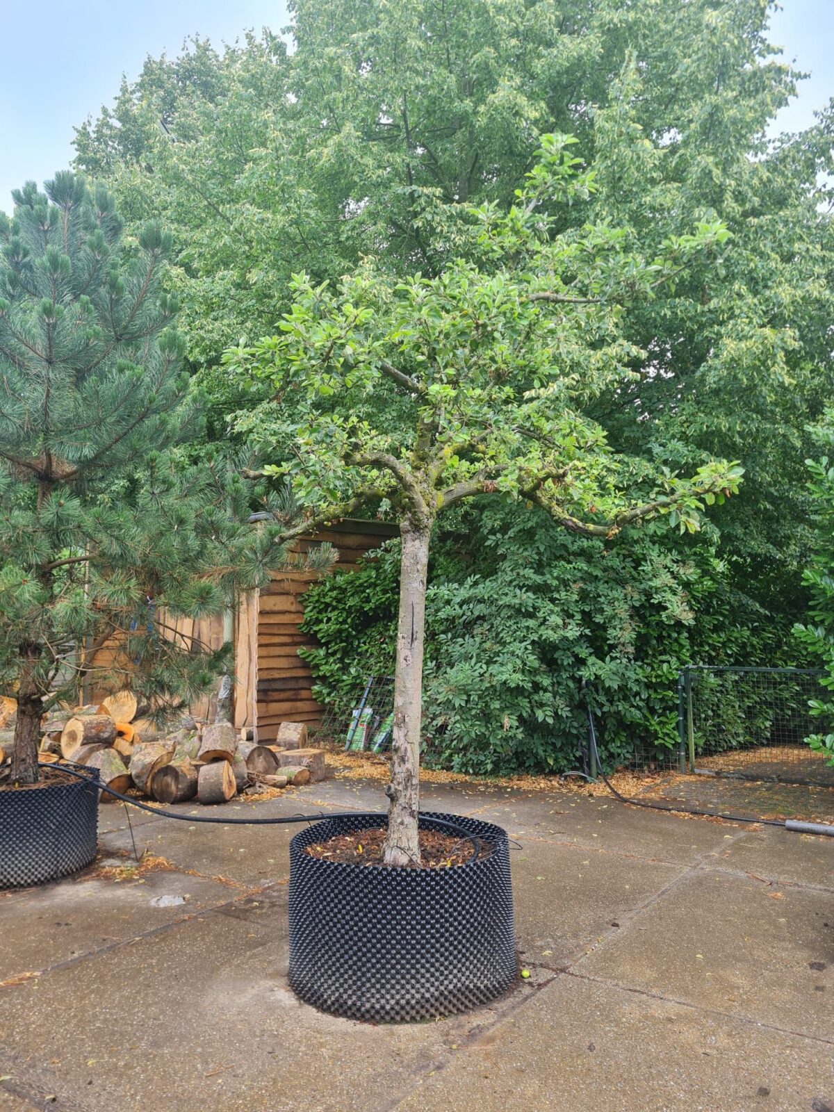 Volwassen Appelboom 'Elstar' | Hoogstam